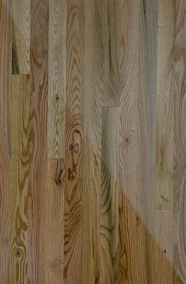 No 1 Common Red Oak